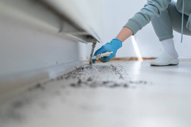 Best Pest Control Near Me in Hailey, ID